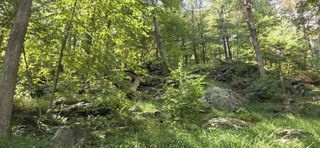 Trees, shrubs, and greenery off the side of the trail.
