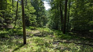 Looking off the main trail down a clearing lined with trees.