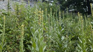Portrait shot of wildflowers in front of a shared-use park building.