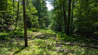 Looking off the main trail down a clearing lined with trees.