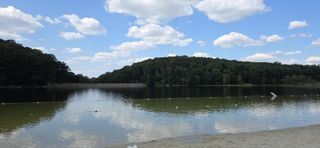 Trees, shrubs, and greenery off the side of the trail.