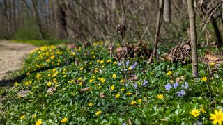 Yellow and purple flowers starting to grow out of the greenery along the main hiking path.