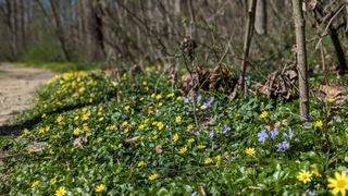 Yellow and purple flowers starting to grow out of the greenery along the main hiking path.