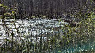 Close up of the foliage near the water which look like mini bamboo sticks.