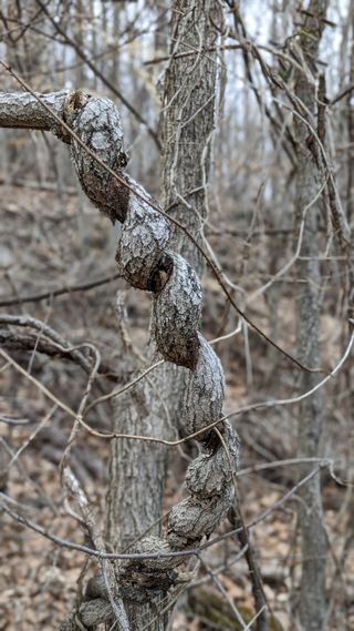 A close up of a tree with branches that have grown twisted tightly into a knot.