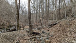 View of our hiking trail from the water. The trees have lost all their leaves and the area is wet from melting snow.