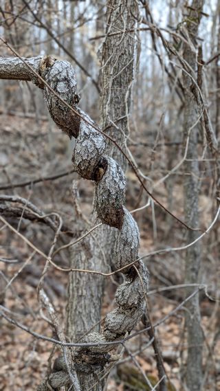 A close up of a tree with branches that have grown twisted tightly into a knot.