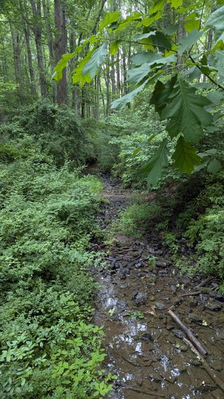 Running water visible off the trail.