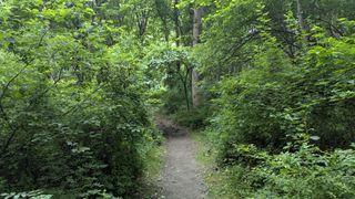 A hiking trail centered between walls of trees.