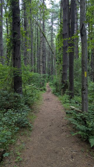 Dark brown trail centered among tall, sparse trees.