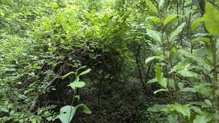 Lush, green foliage forming an arch beside the main walking trail.