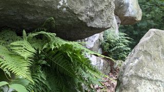 Close up view of ferns growing out from cracks in the rocks.