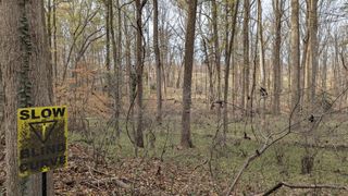 An open clearing of autumn trees with a yellow sign reading Slow Blind Curve.