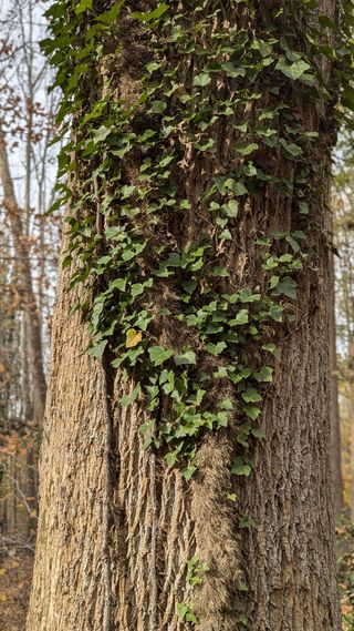 Vines overgrown on a tree, showing a stark green against the pale brown of fall trees.