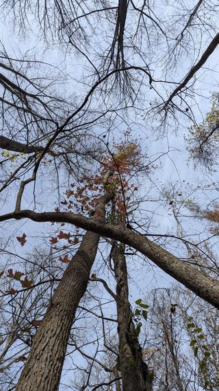 Looking up from ground level at the top of the tree line as leaves and branches create a cutout view of the sky.
