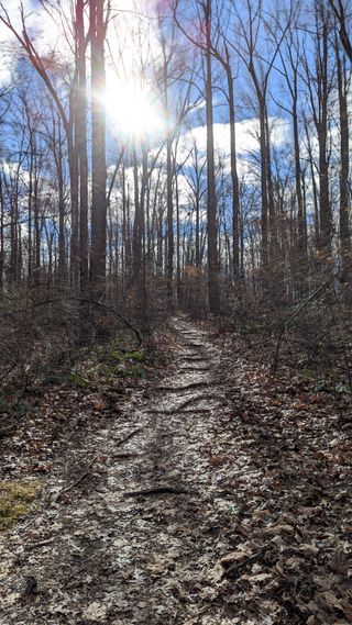 Sunlight shining through a patch of trees, leaves fallen in the winter.