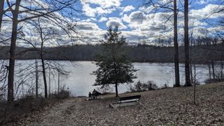 A lone tree near park benches by the water.